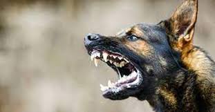 11 dog.jpg